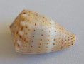/products/conus-acutangulus-lamarck-1810/